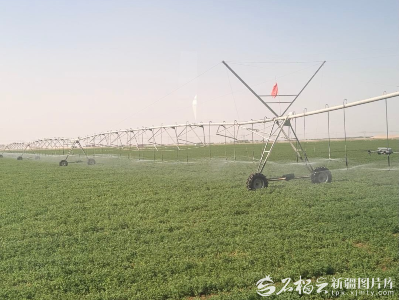 高质量发展中国行丨沙海里建起“植物试验场”