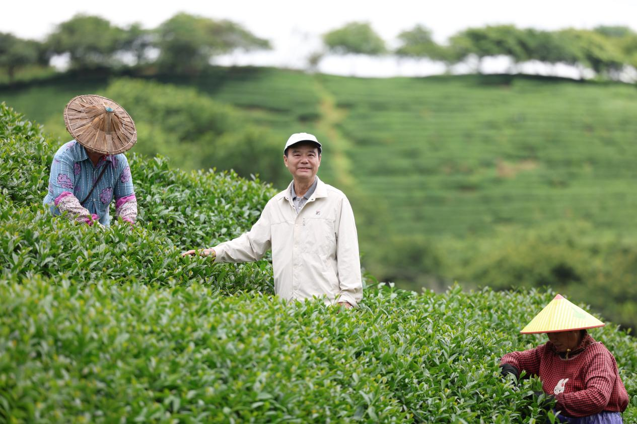 融合发展印记|浪漫樱花茶园 藏着台农三十年深情