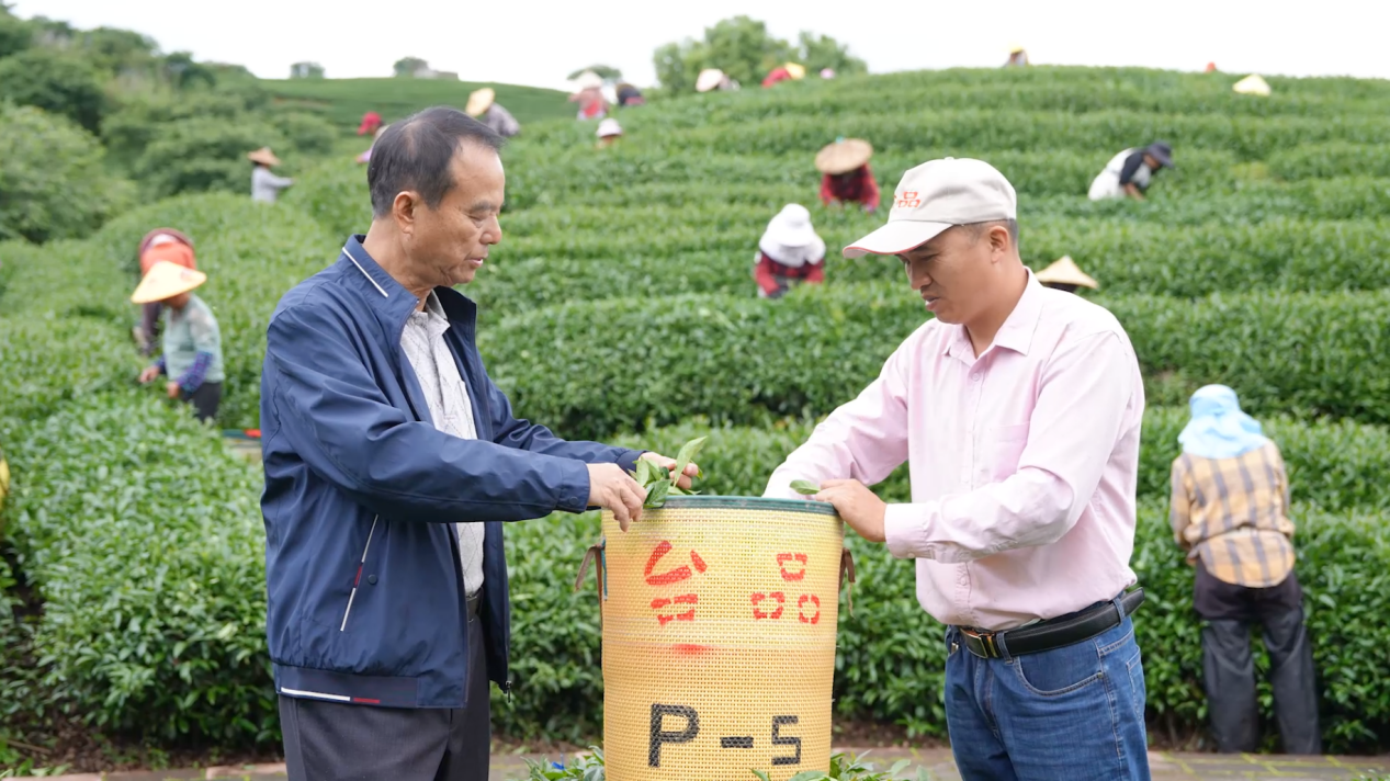 融合发展印记|浪漫樱花茶园 藏着台农三十年深情