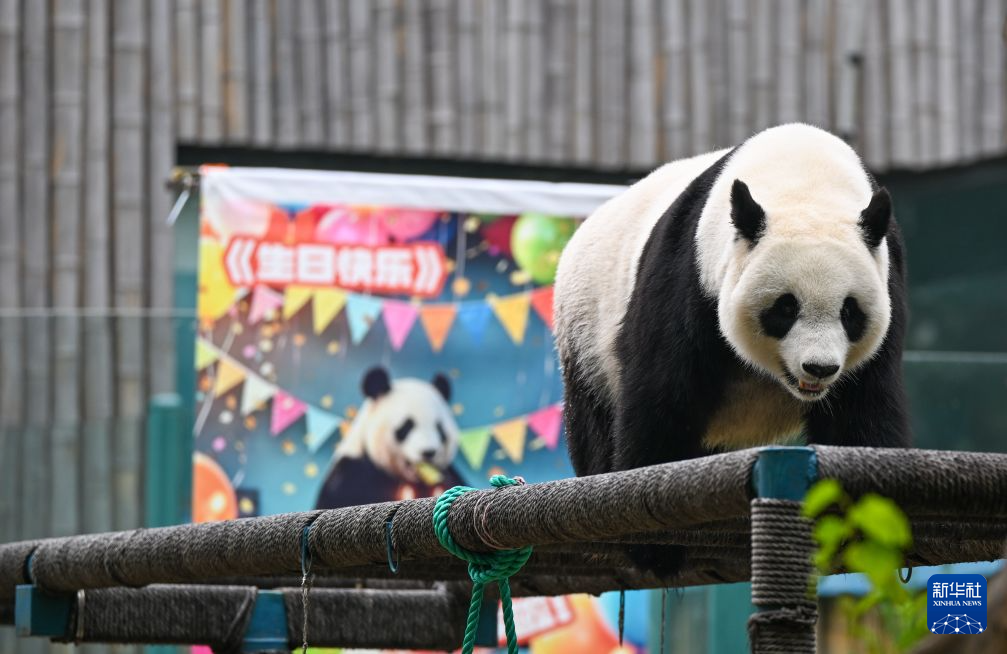 大熊猫“喜乐”迎来13岁生日