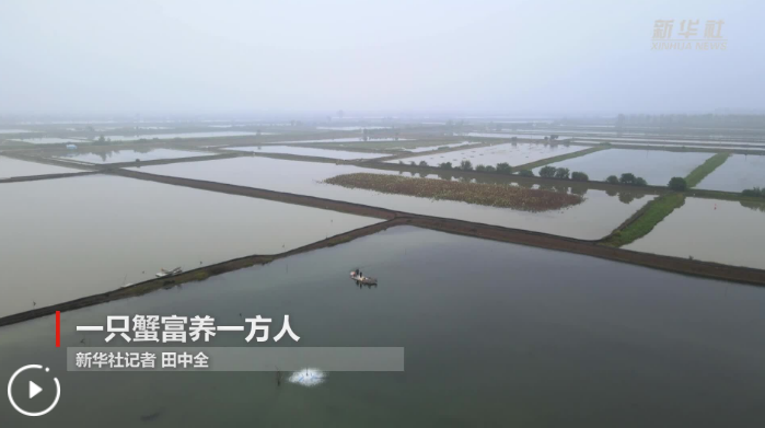 农事“丰”景丨一只蟹富养一方人
