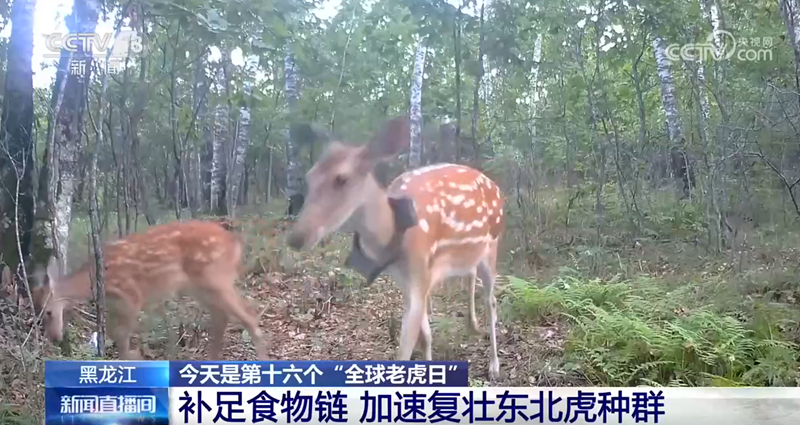 给老虎补足“口粮”!放归梅花鹿,东北虎回来了