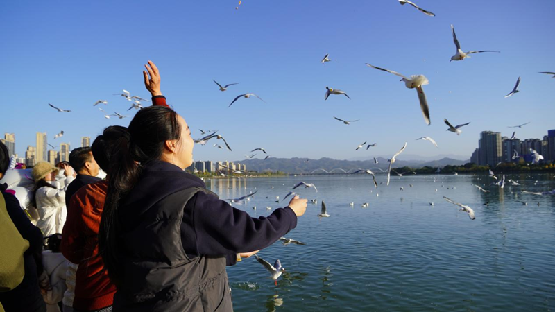 行进中国丨从“幸福园”到“幸福城” 市民游客在江边投喂飞来汉中越冬的红嘴鸥(资料图)。汉中市委宣传部供图