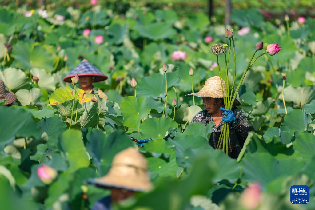 重庆大足:发展荷花产业 培育“美丽经济”
