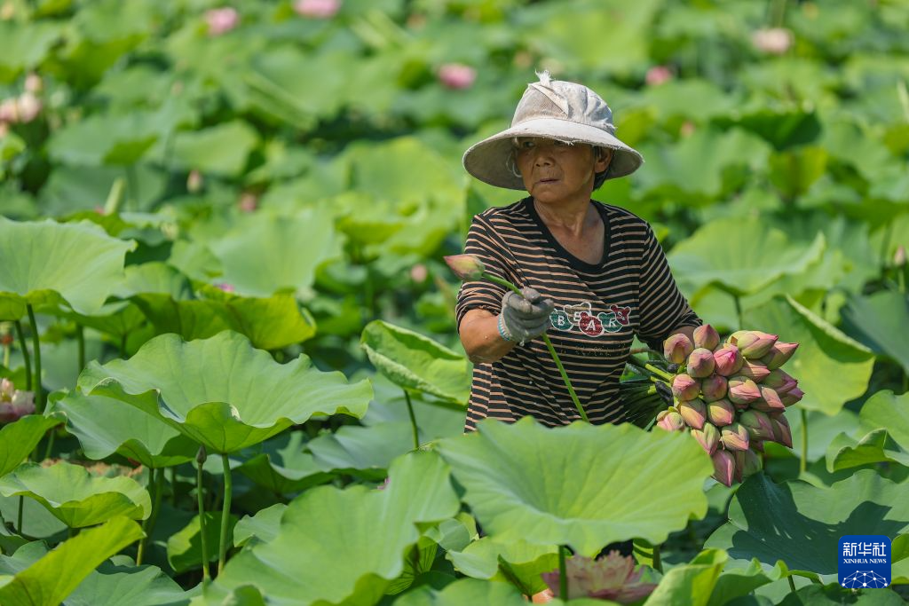重庆大足:发展荷花产业 培育“美丽经济”