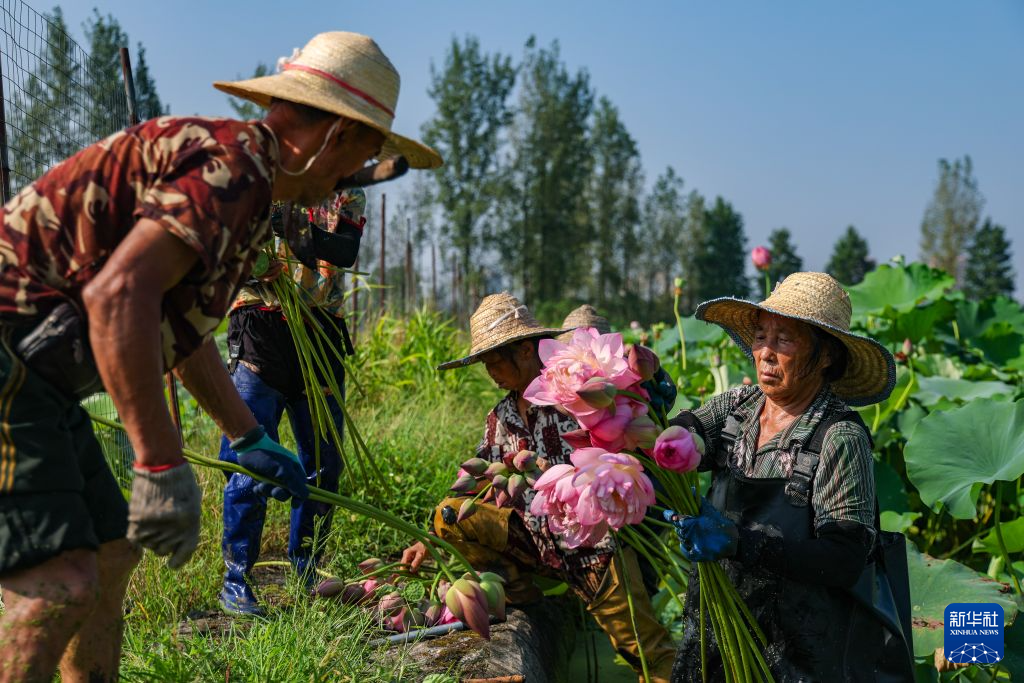 重庆大足:发展荷花产业 培育“美丽经济”