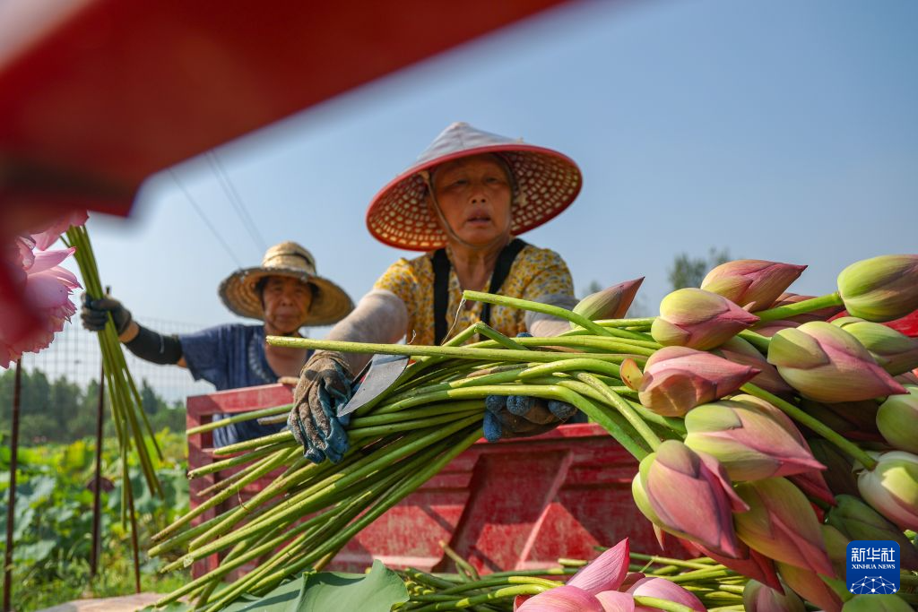 重庆大足:发展荷花产业 培育“美丽经济”
