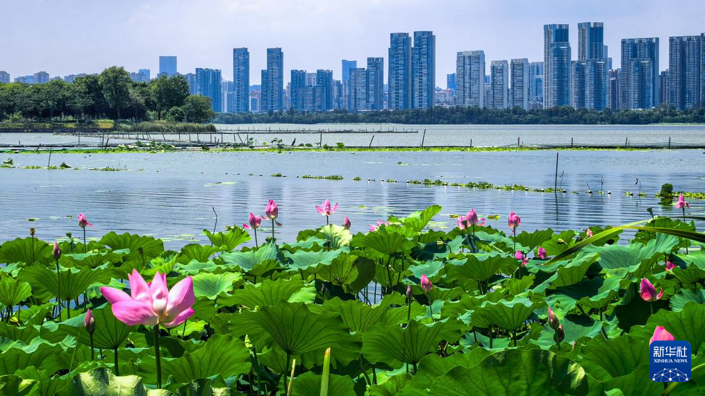 美丽中国丨秋风拂江城 荷韵满东湖