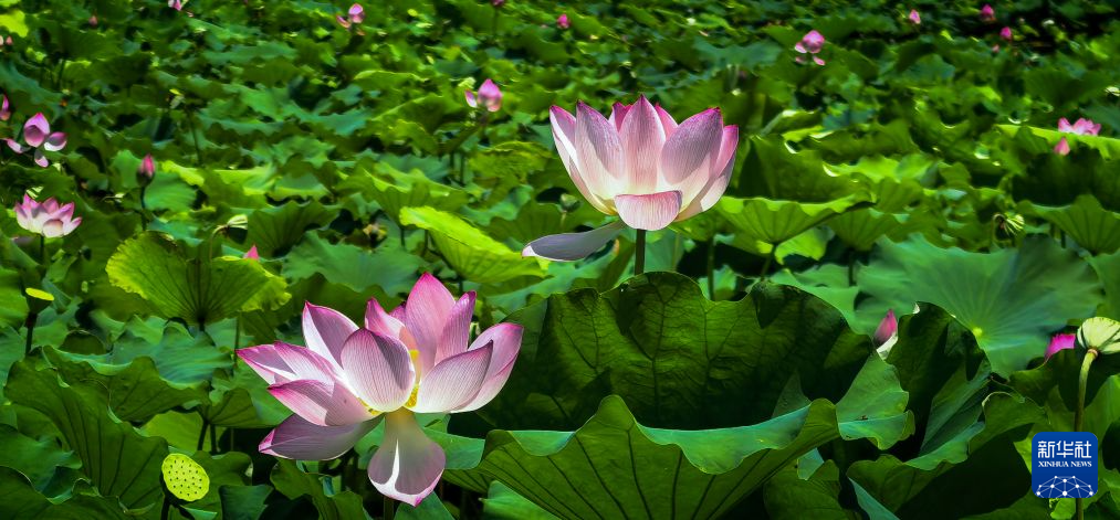 美丽中国丨秋风拂江城 荷韵满东湖