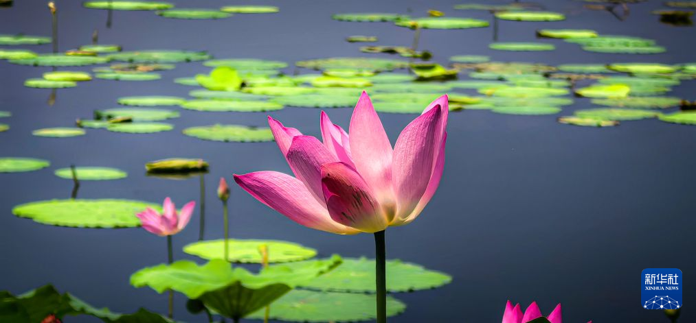 美丽中国丨秋风拂江城 荷韵满东湖