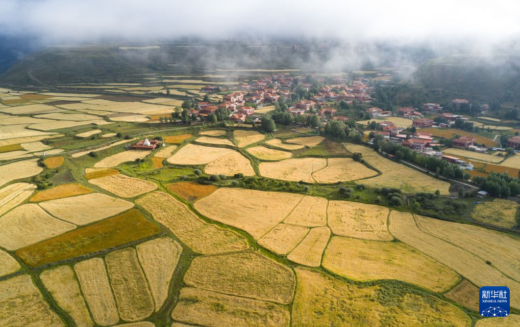 青稞成熟绘就丰收美景