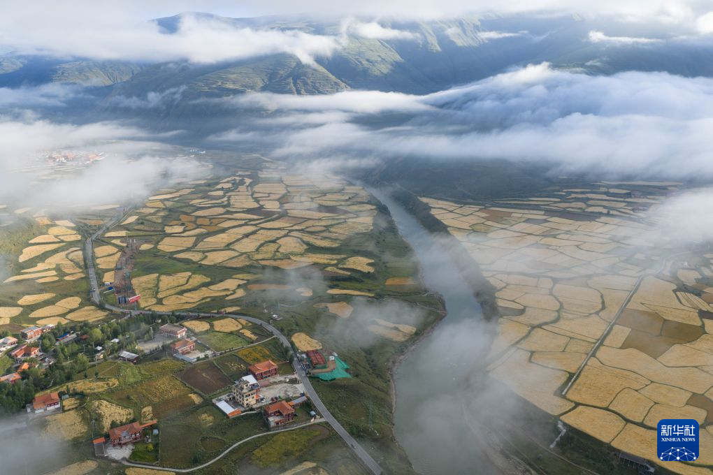 青稞成熟绘就丰收美景