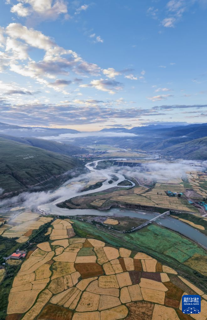 青稞成熟绘就丰收美景
