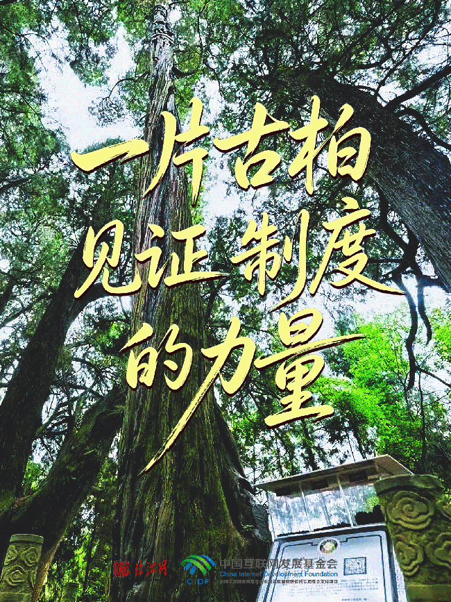 良法善治·回响|一片古柏,见证制度的力量