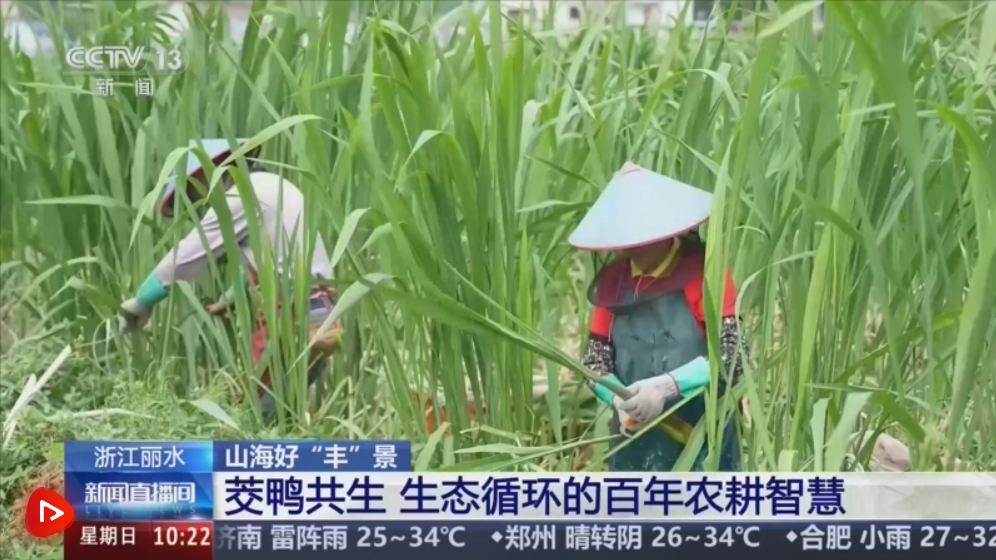 老品种焕发新活力！一只鸭子串起五十亿全产业链