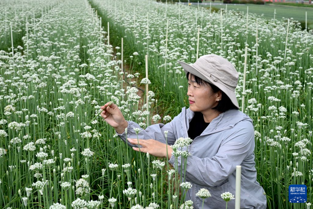 河南济源:蔬菜制种产业富民