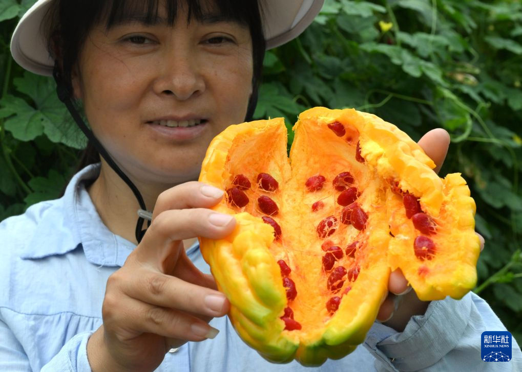 河南济源:蔬菜制种产业富民