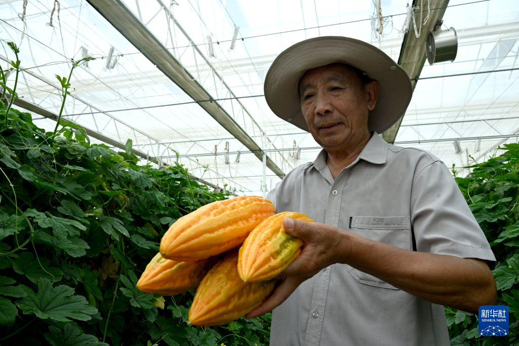 河南济源:蔬菜制种产业富民