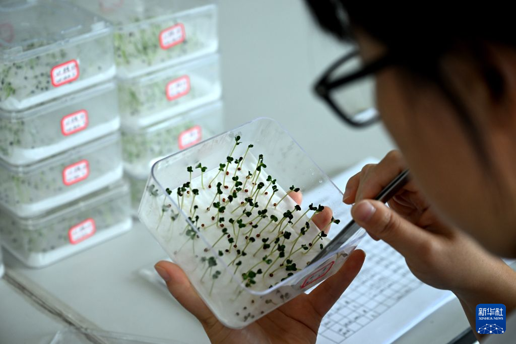河南济源:蔬菜制种产业富民