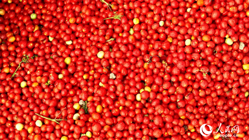 新疆番茄,“红”动世界