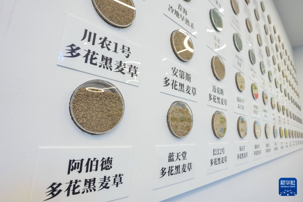 四川红原:共商草原畜牧业新发展