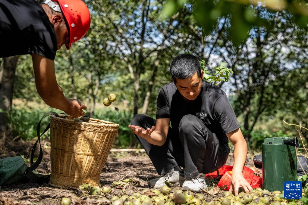 云南永平:核桃树下的增收路
