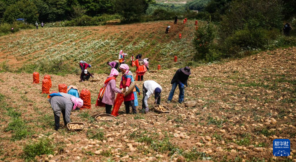 贵州威宁:高山马铃薯收获忙