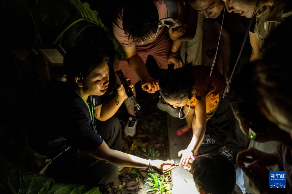 夜游热带雨林 解锁别样“生物课堂”