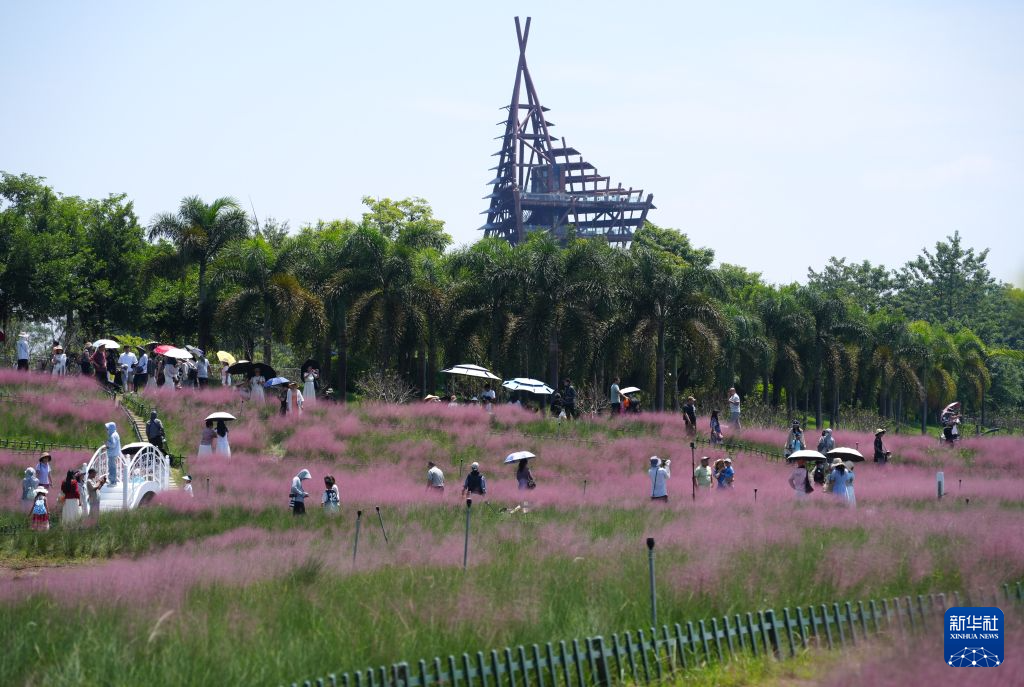 南宁:粉黛花开迎客来