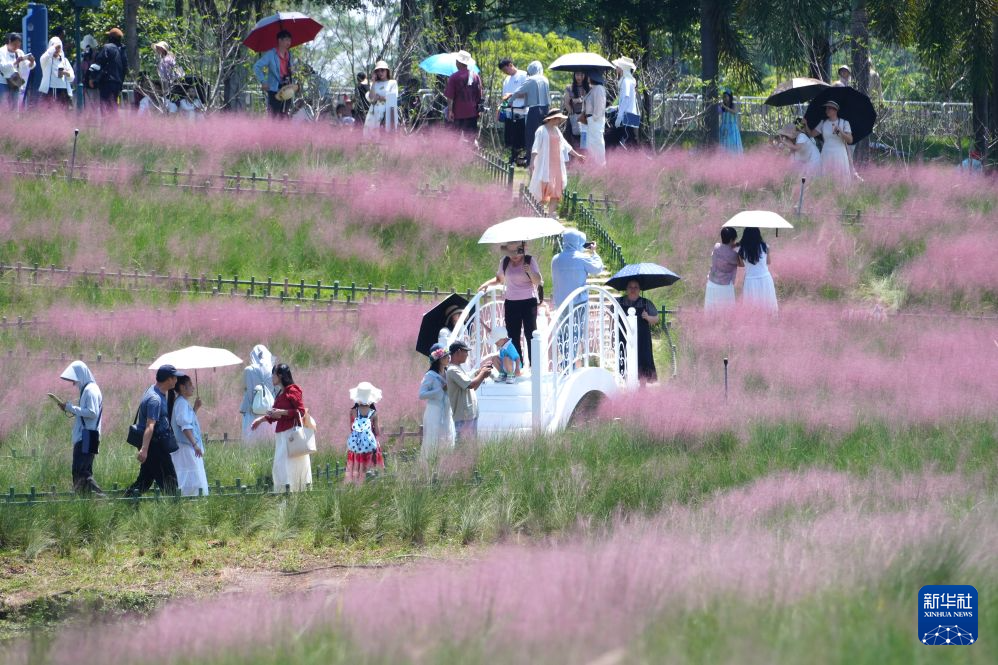 南宁:粉黛花开迎客来