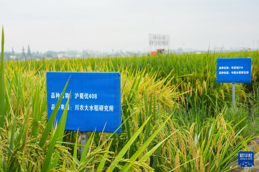 好评中国丨燃旺乡村“烟火气”,品尝丰收“幸福味”