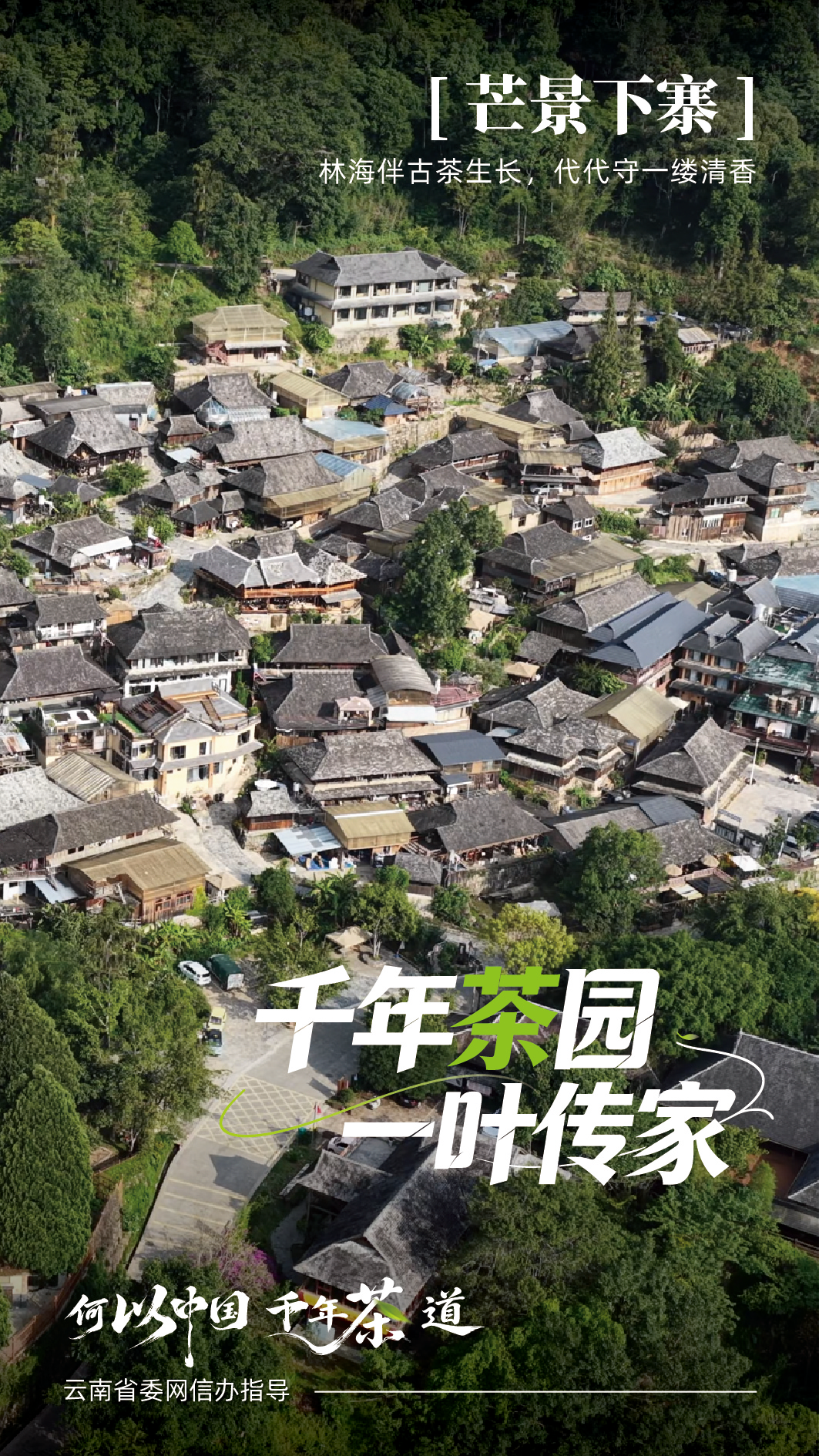 古寨新生 听景迈山人讲茶山新故事