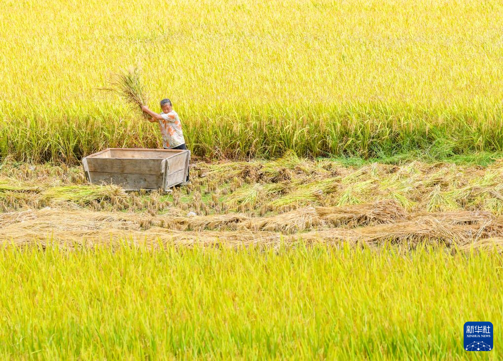 重庆黔江:武陵山区迎秋收