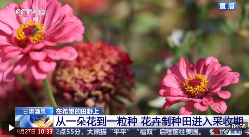 视频丨全国草本花卉种子70%来自这里 一粒好种子如何采收？