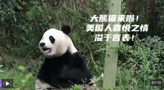 视频丨大熊猫来啦！美国人喜悦之情溢于言表！
