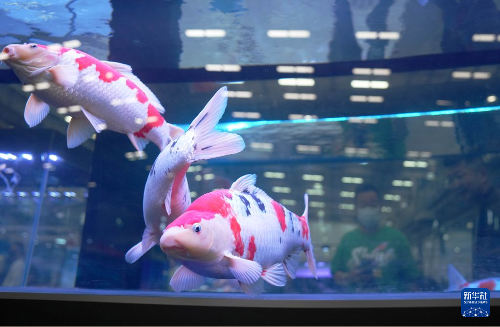 鞍山宠博会:宠物经济带动城市多元发展