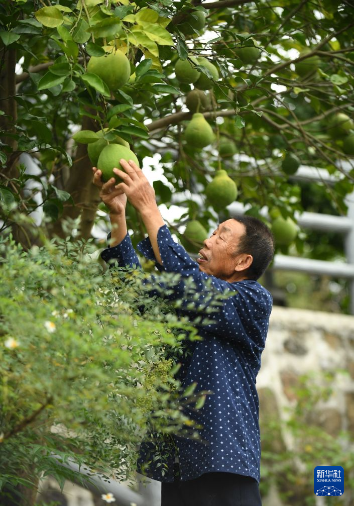 赓续长征精神 奋进复兴征程丨一棵“红军柚”的甜蜜振兴路