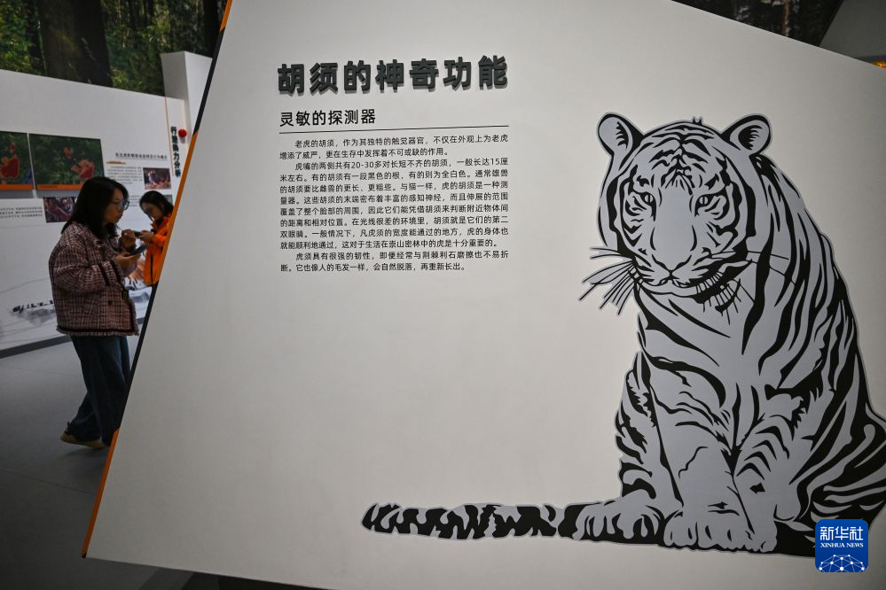 美丽中国行丨探访东北虎豹国家公园东宁科普宣教中心