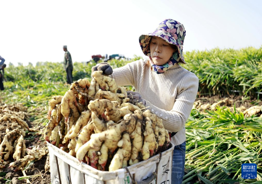 河北丰南:生姜收获忙