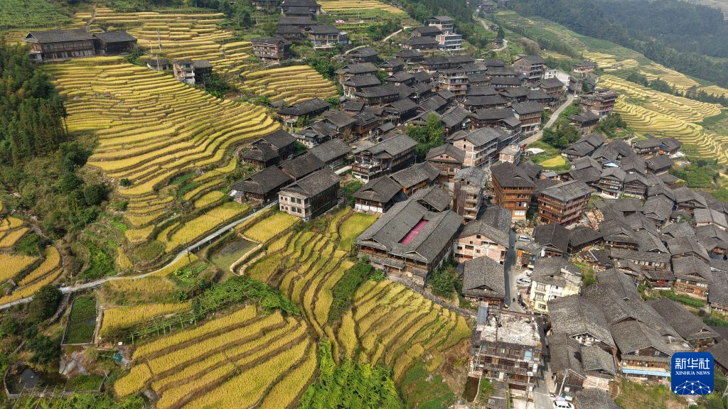 美丽中国丨广西龙胜:龙脊梯田金秋美
