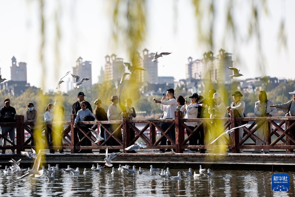 宁夏银川:红嘴鸥光临“塞上湖城”