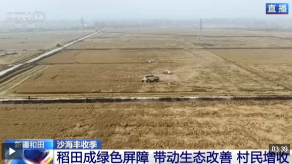 视频丨沙地种水稻、盐碱地结菠萝 这场大漠丰收超硬核