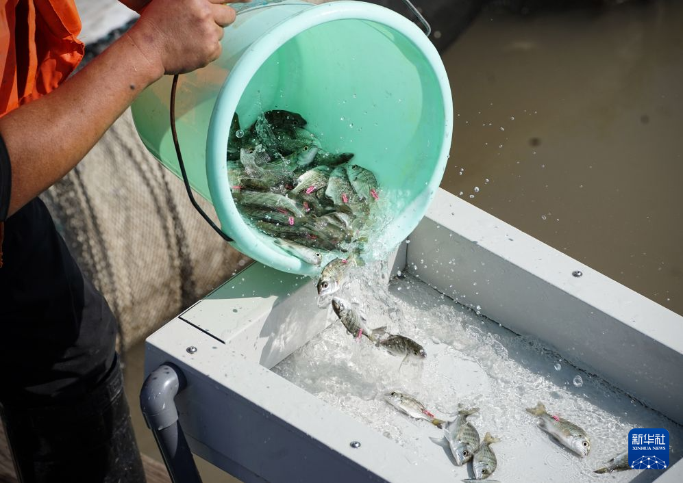 开展增殖放流 保护海洋生态
