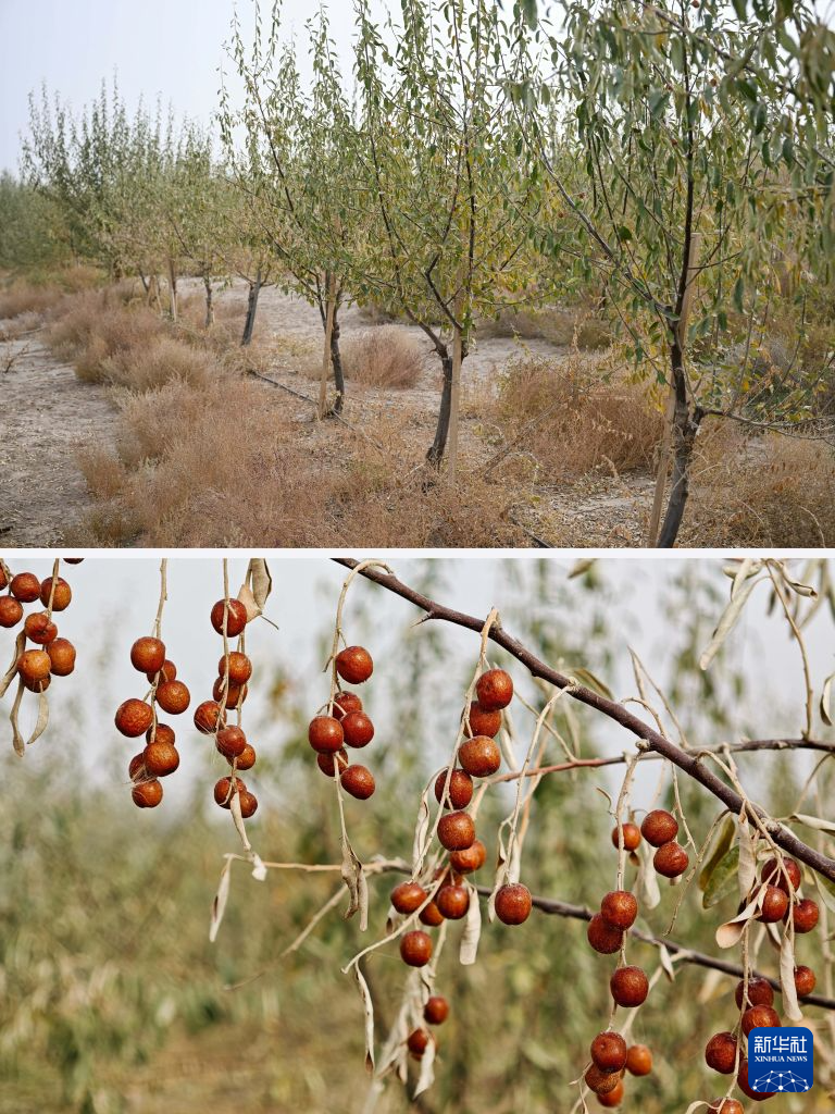 林长制赋能全域治理 新疆厚植城乡绿色生态底色