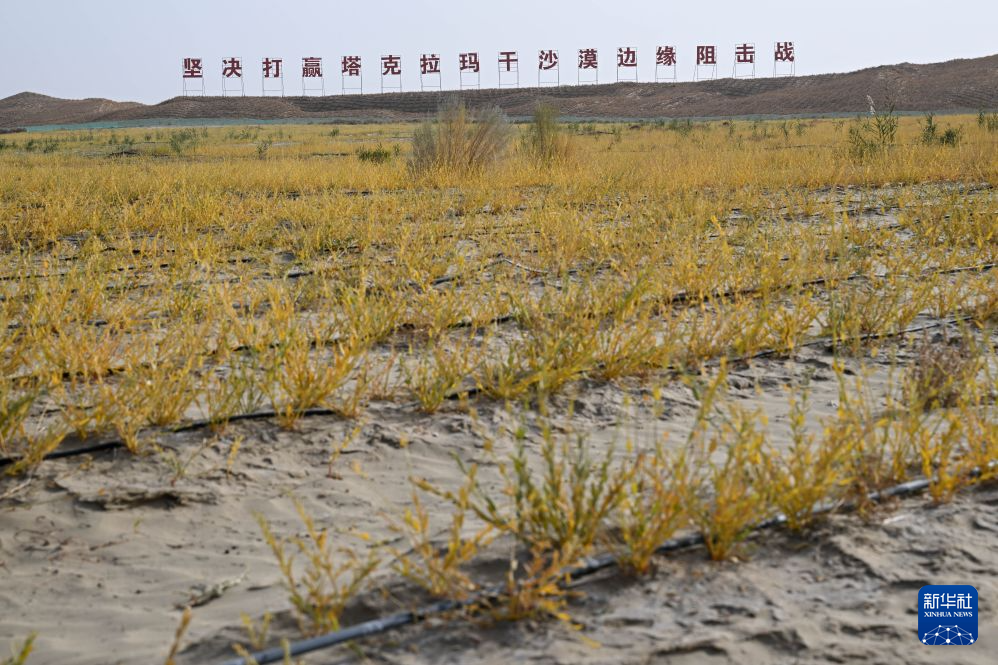 林长制赋能全域治理 新疆厚植城乡绿色生态底色